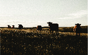 Client Image
